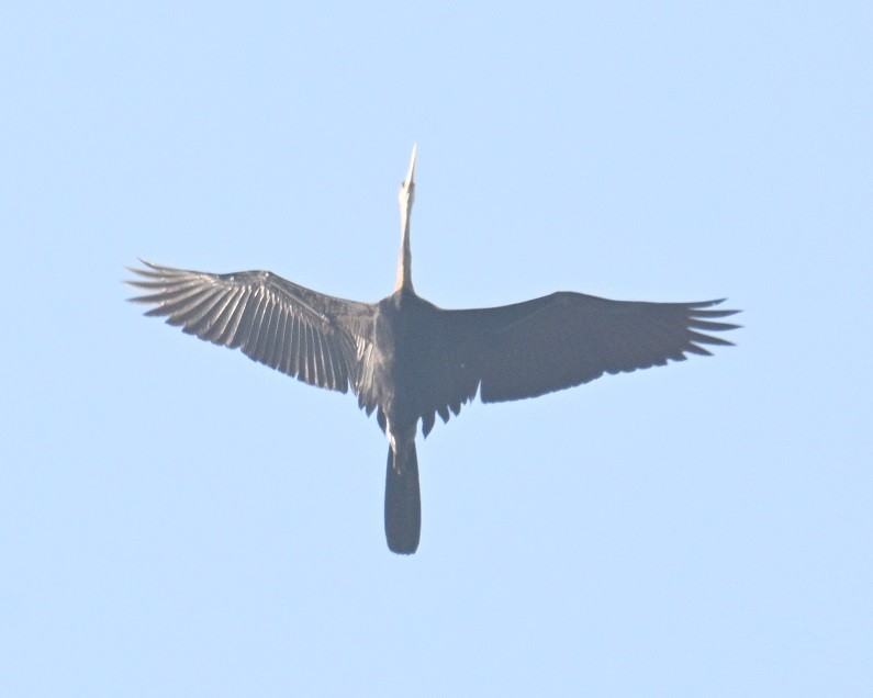 נחשון אסייתי - ML647822953