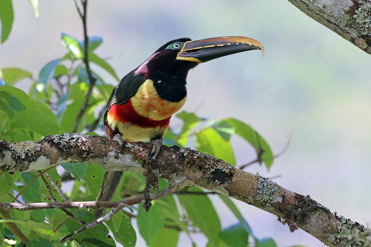 arassari hnědouchý - ML647822979