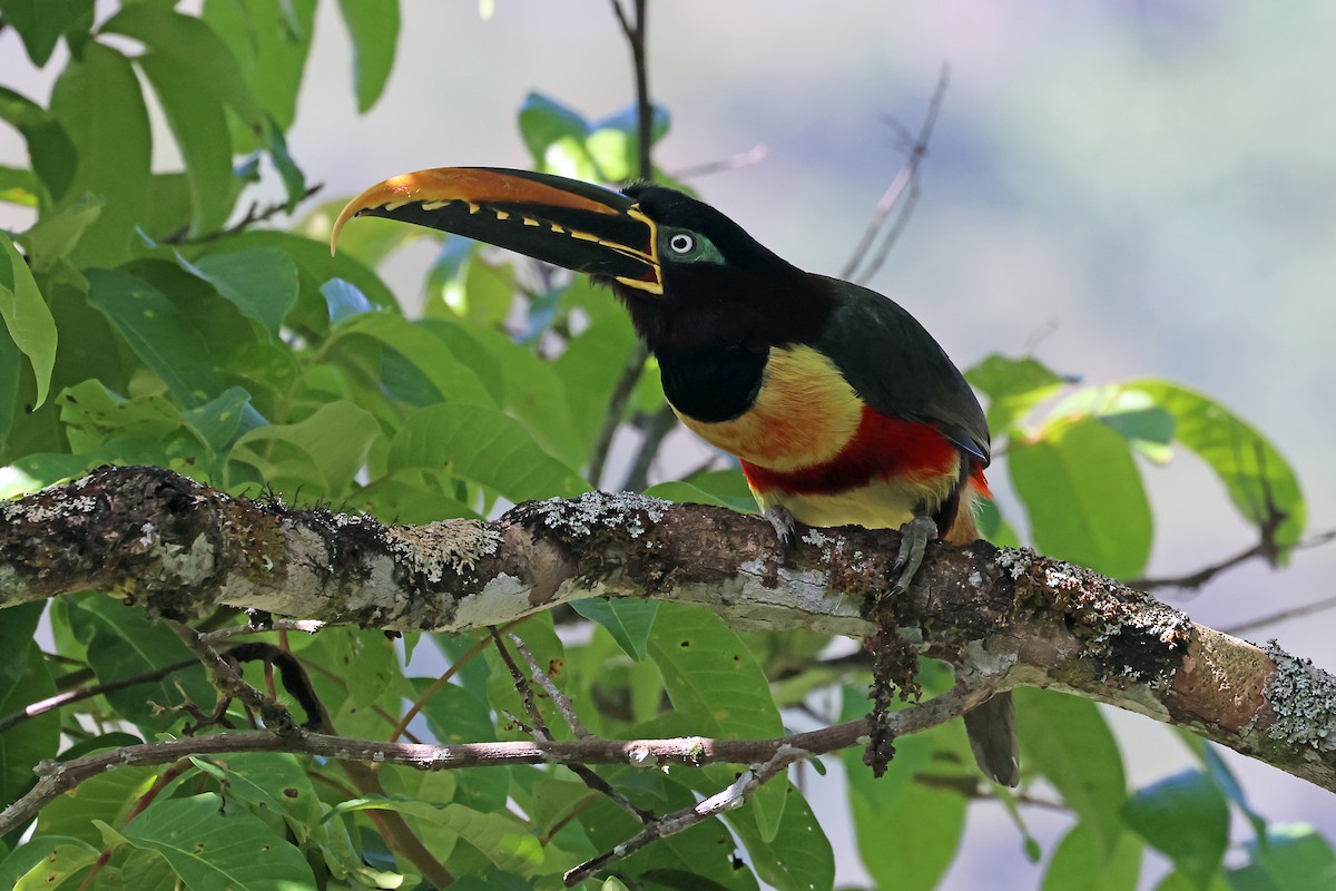 arassari hnědouchý - ML647822980