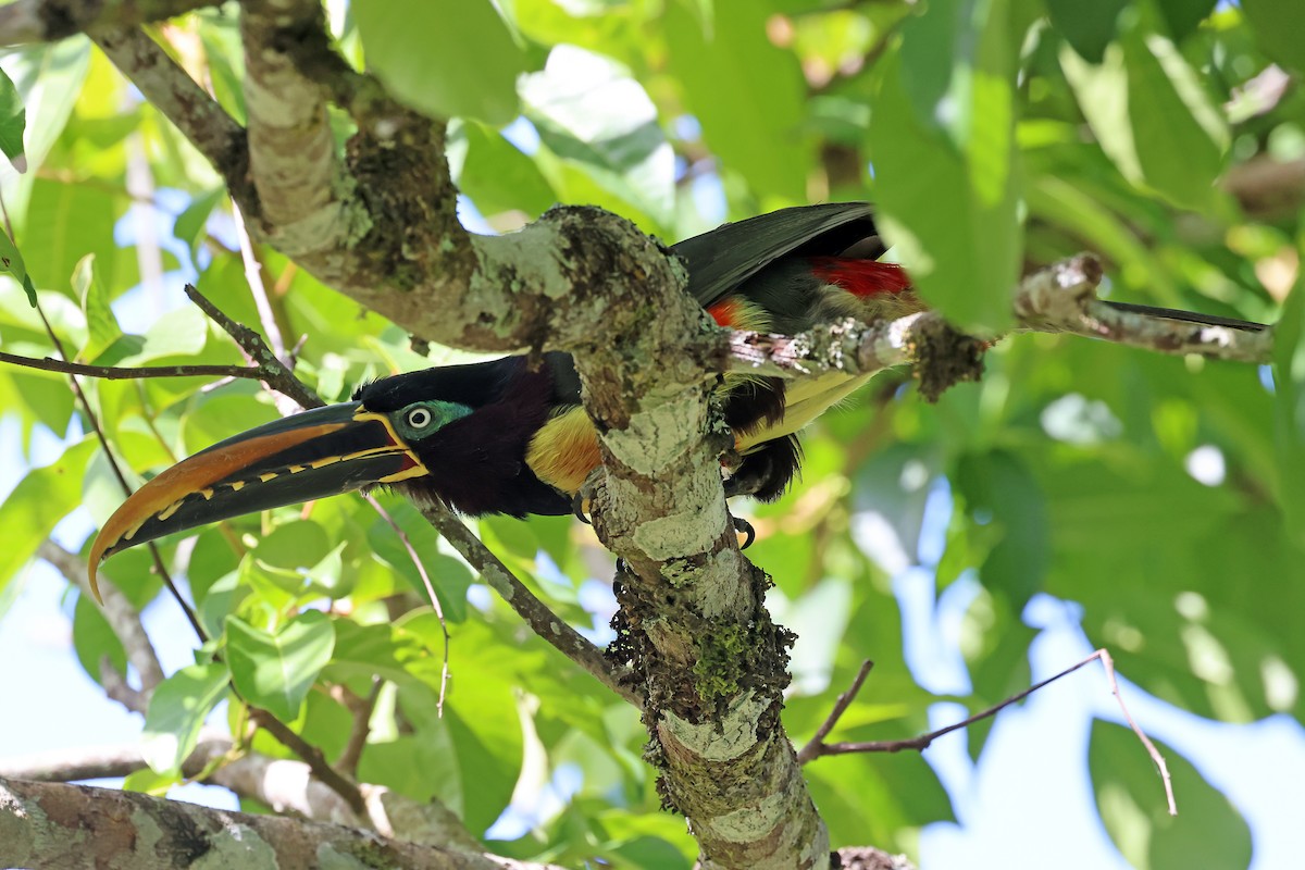 arassari hnědouchý - ML647822982