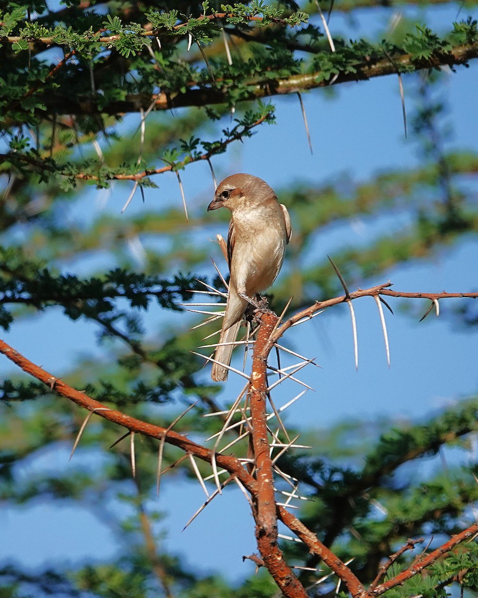 Isabellwürger - ML647823027