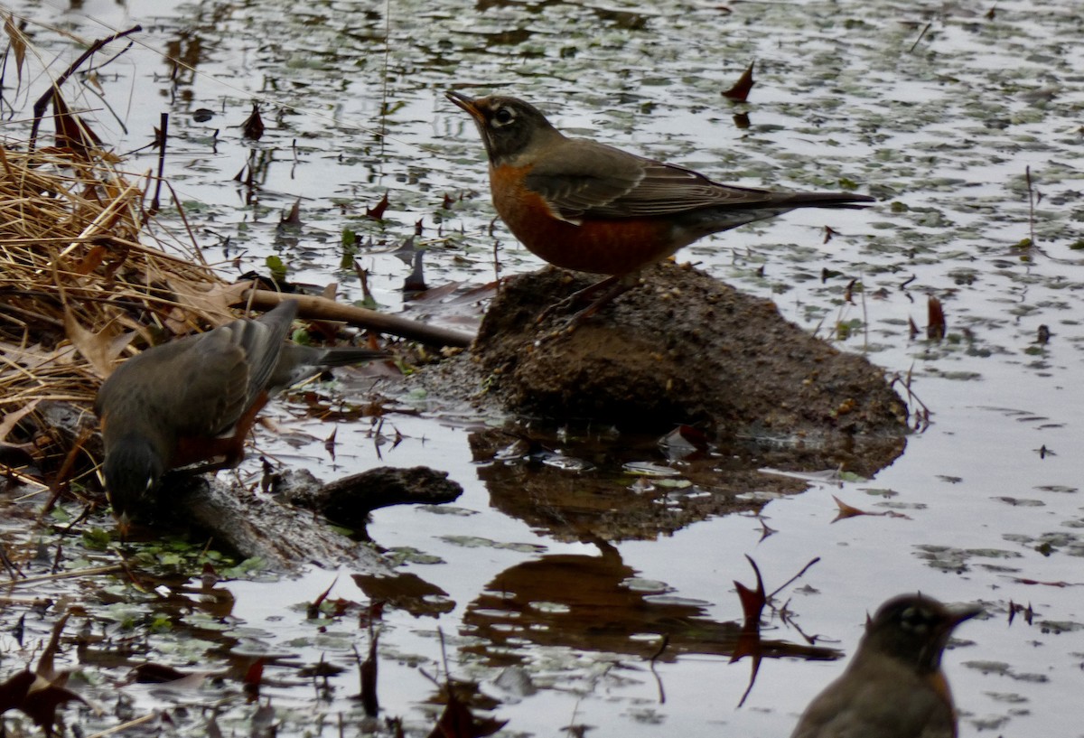 American Robin - ML647823036