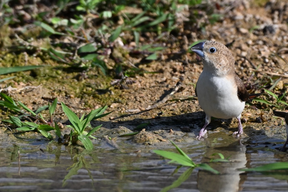African Silverbill - ML647823042