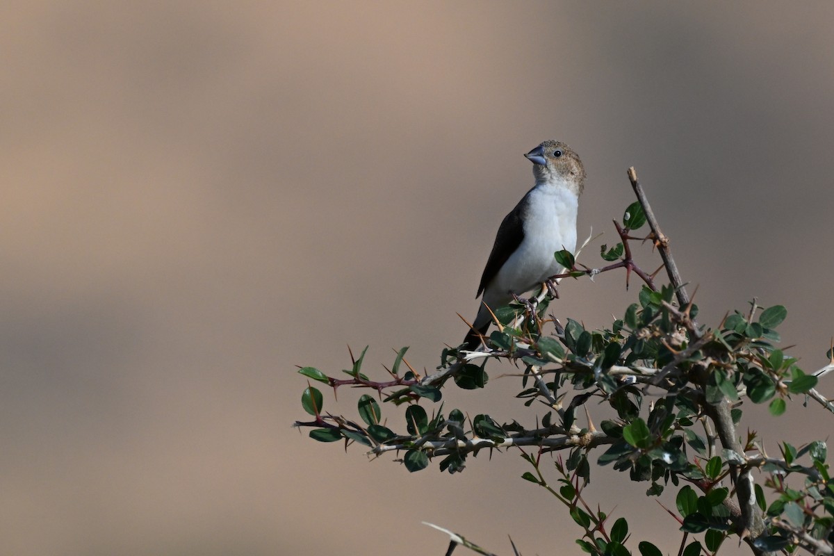 African Silverbill - ML647823052
