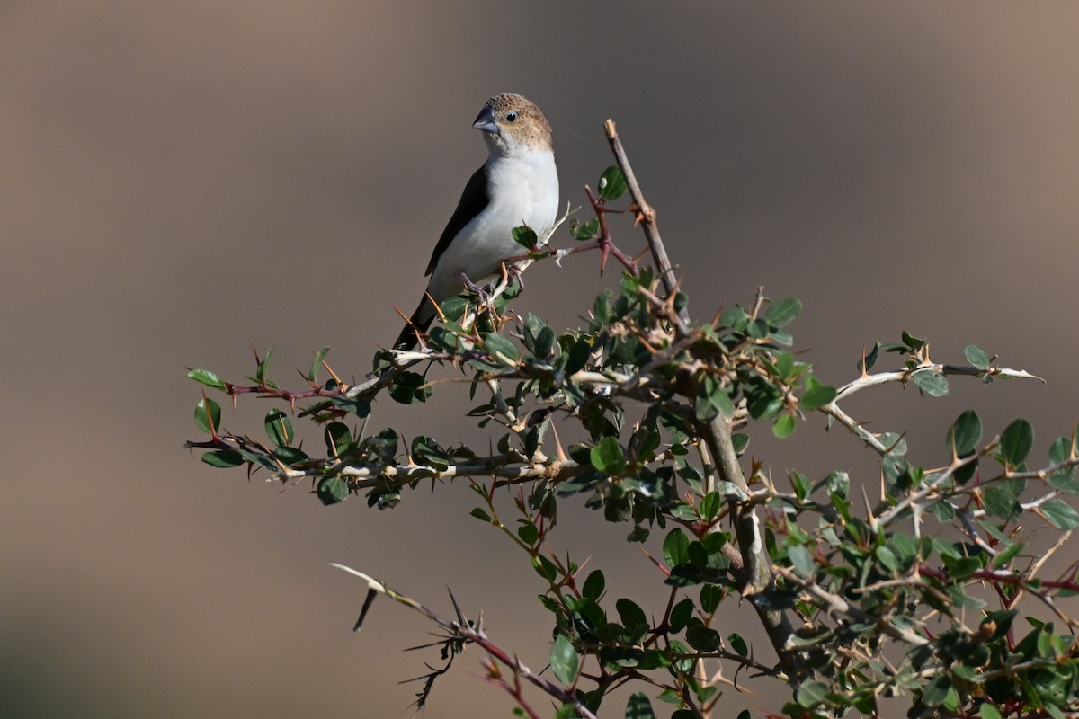 African Silverbill - ML647823056