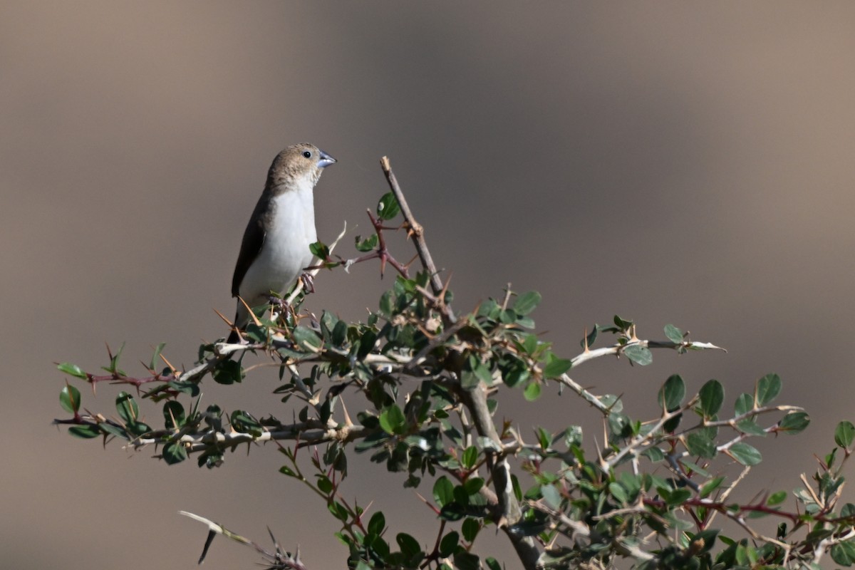 African Silverbill - ML647823057