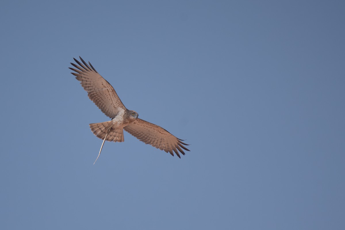 orlík krátkoprstý - ML647823108