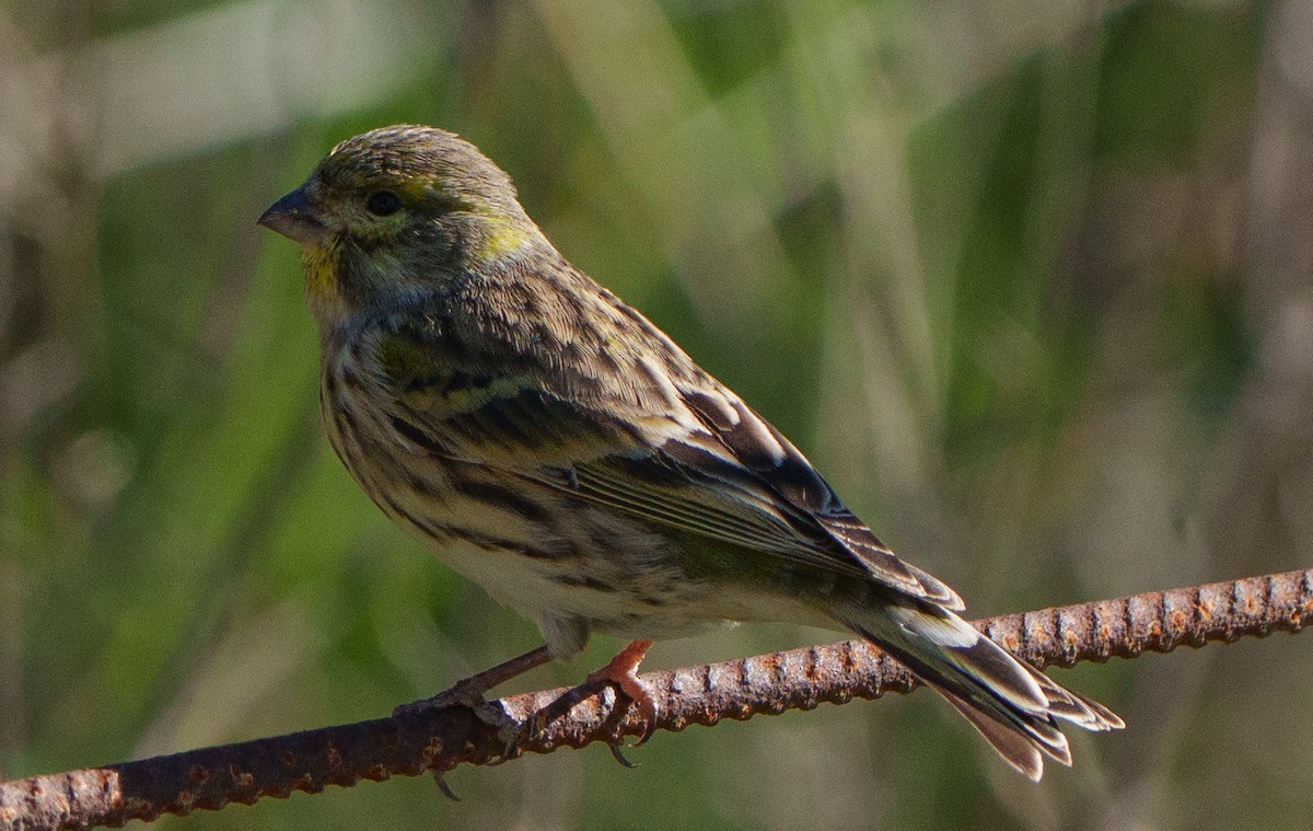European Serin - ML647823193