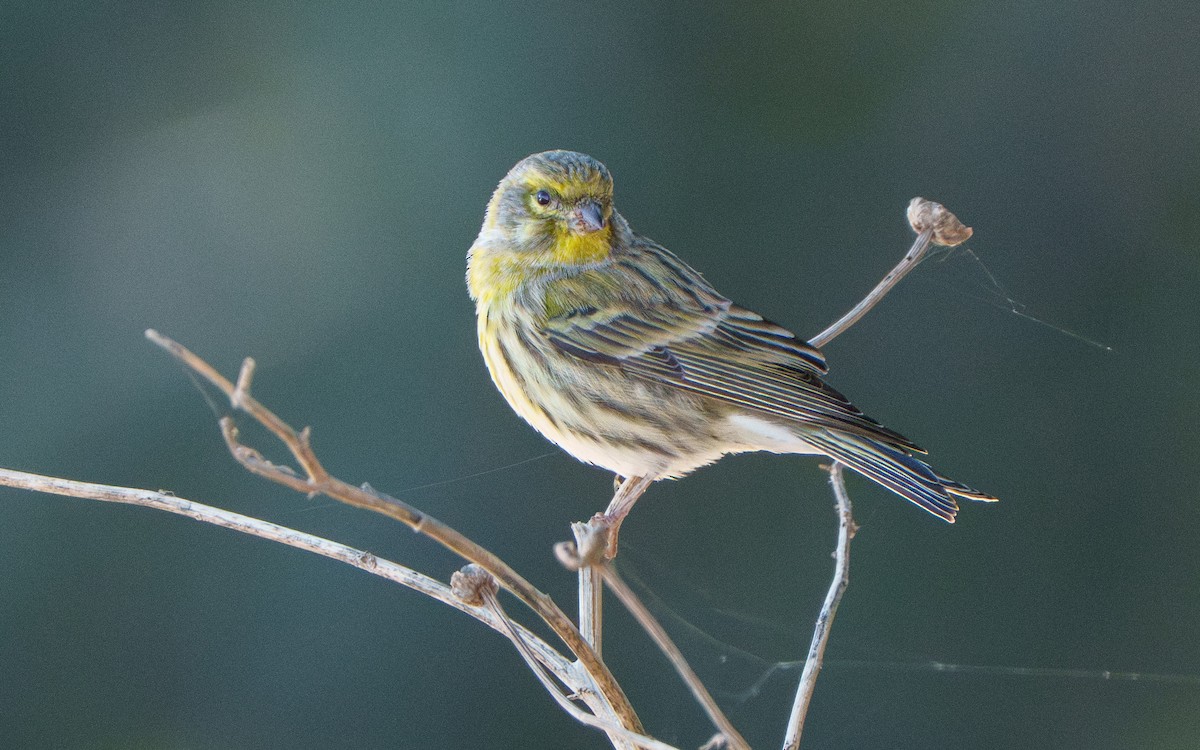 European Serin - ML647823194