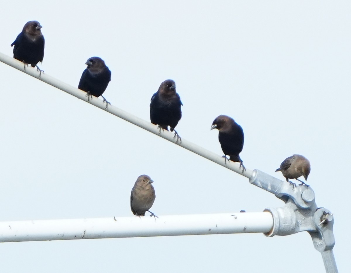 Коровий трупиал, буроголовый желтушник - ML647823199