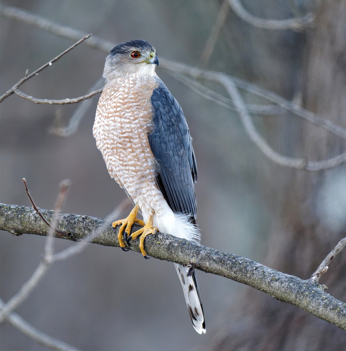 Cooper's Hawk - ML647823237