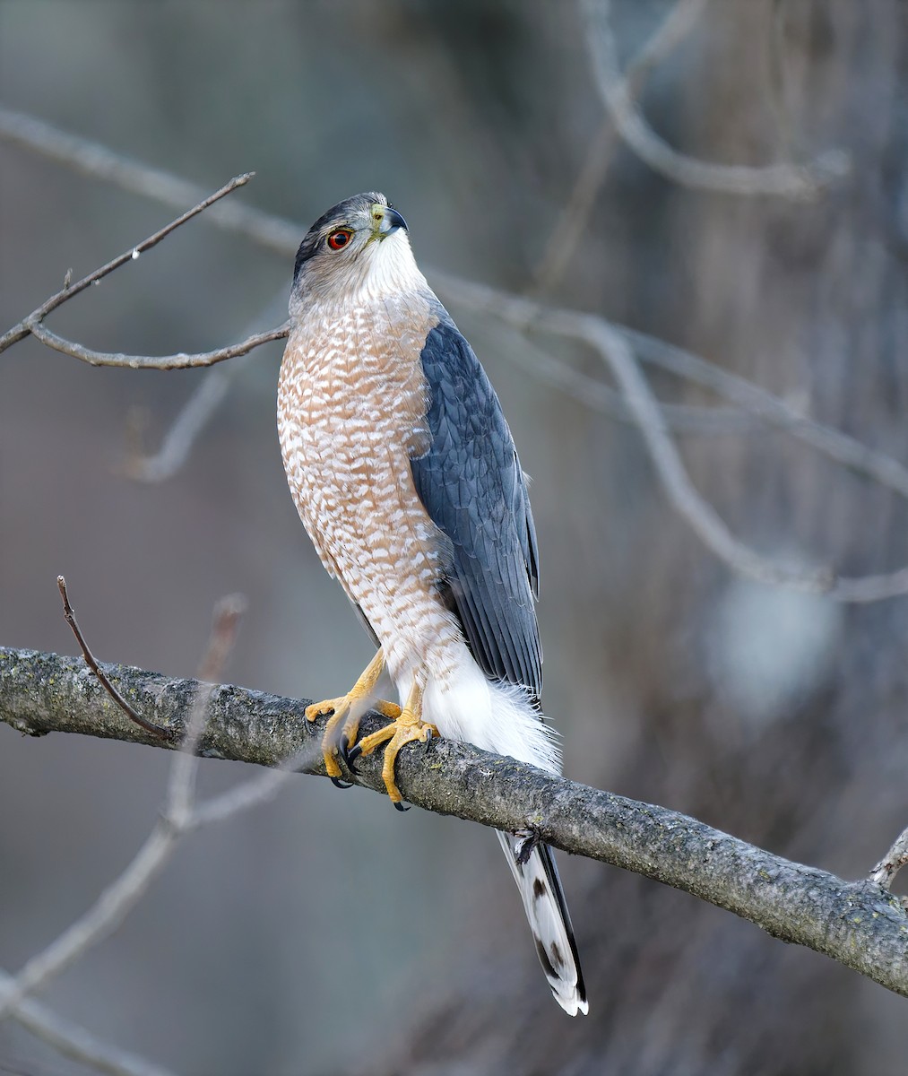 Cooper's Hawk - ML647823238