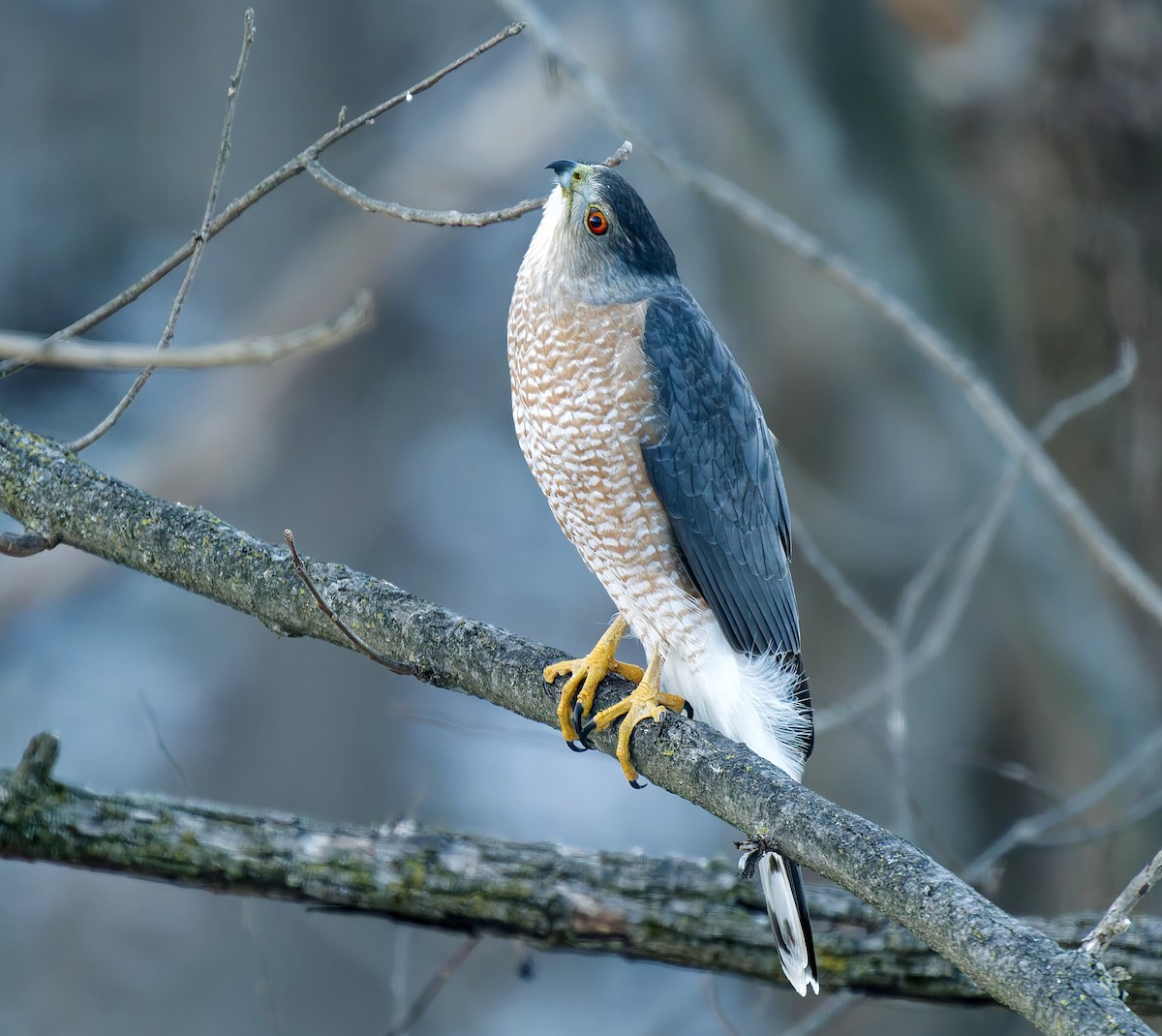 Cooper's Hawk - ML647823239