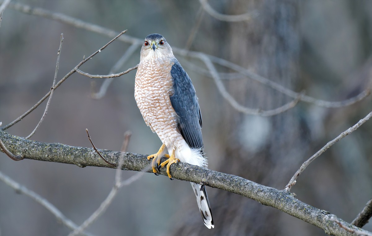 Cooper's Hawk - ML647823240