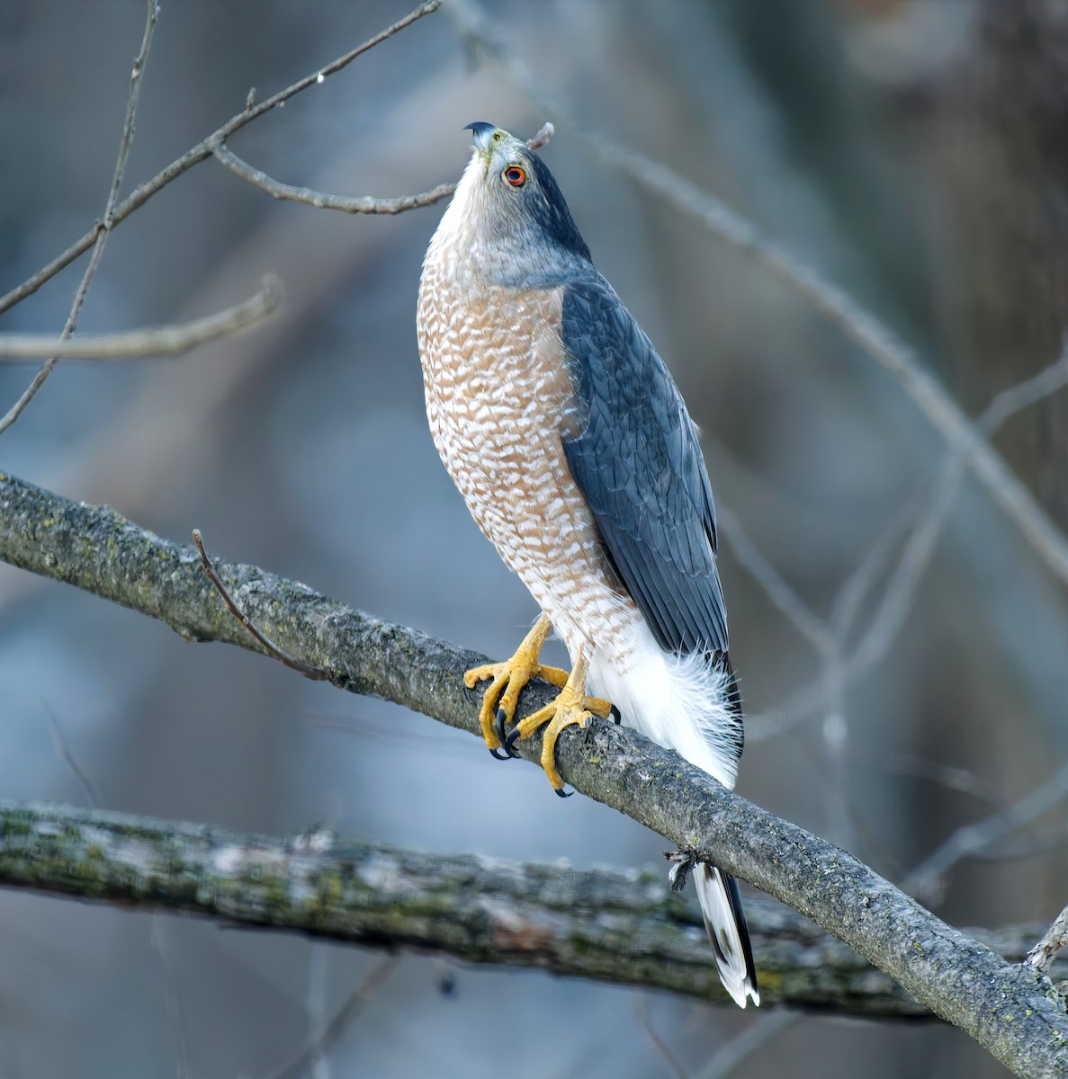 Cooper's Hawk - ML647823241