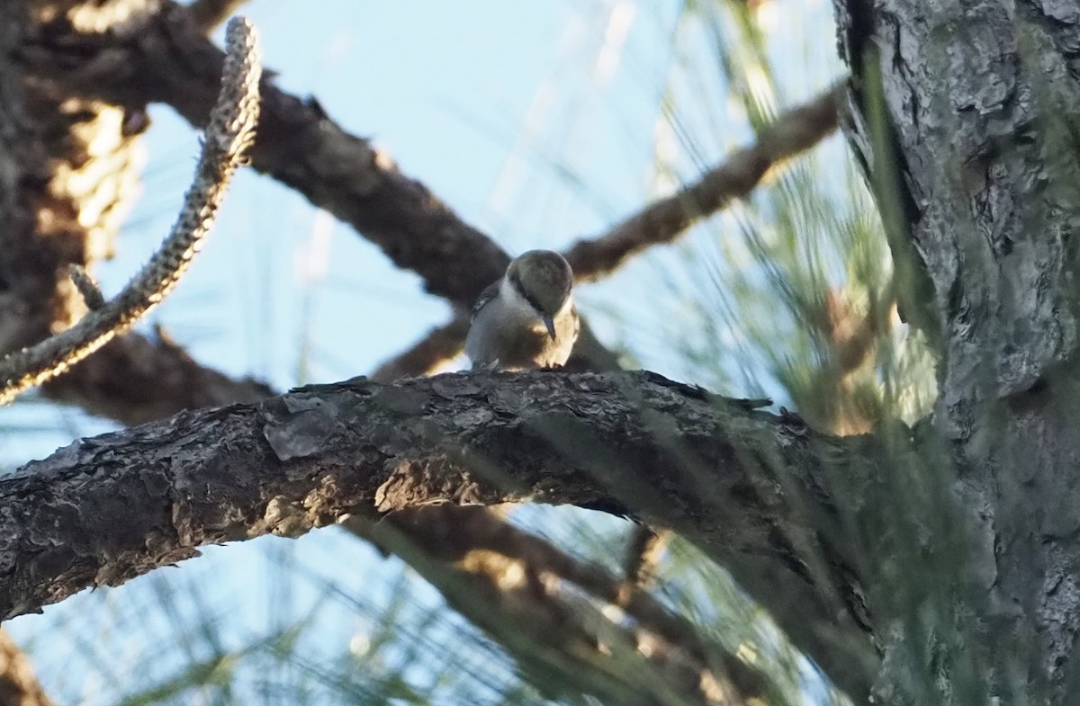 Brown-headed Nuthatch - ML647823242