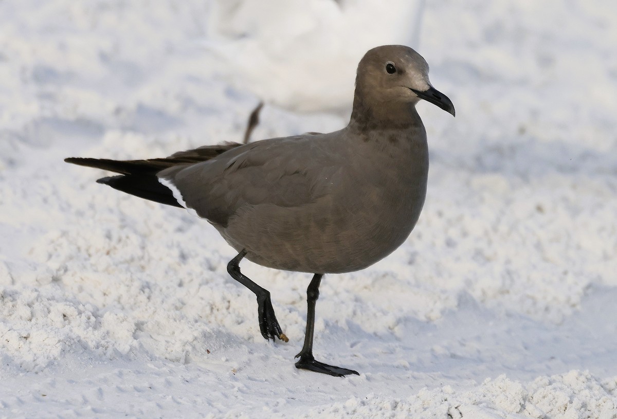 Gray Gull - ML647823247