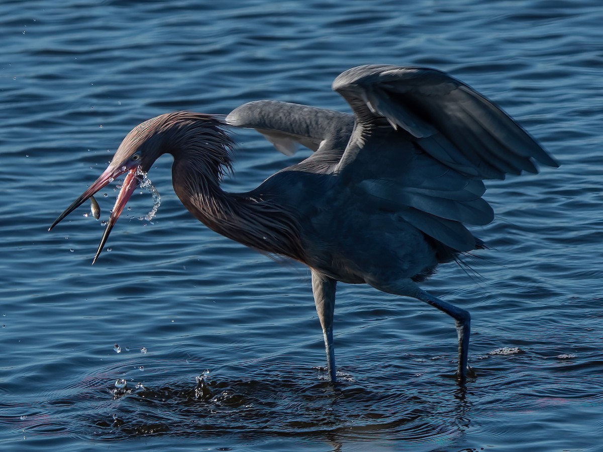 Reddish Egret - ML647823249