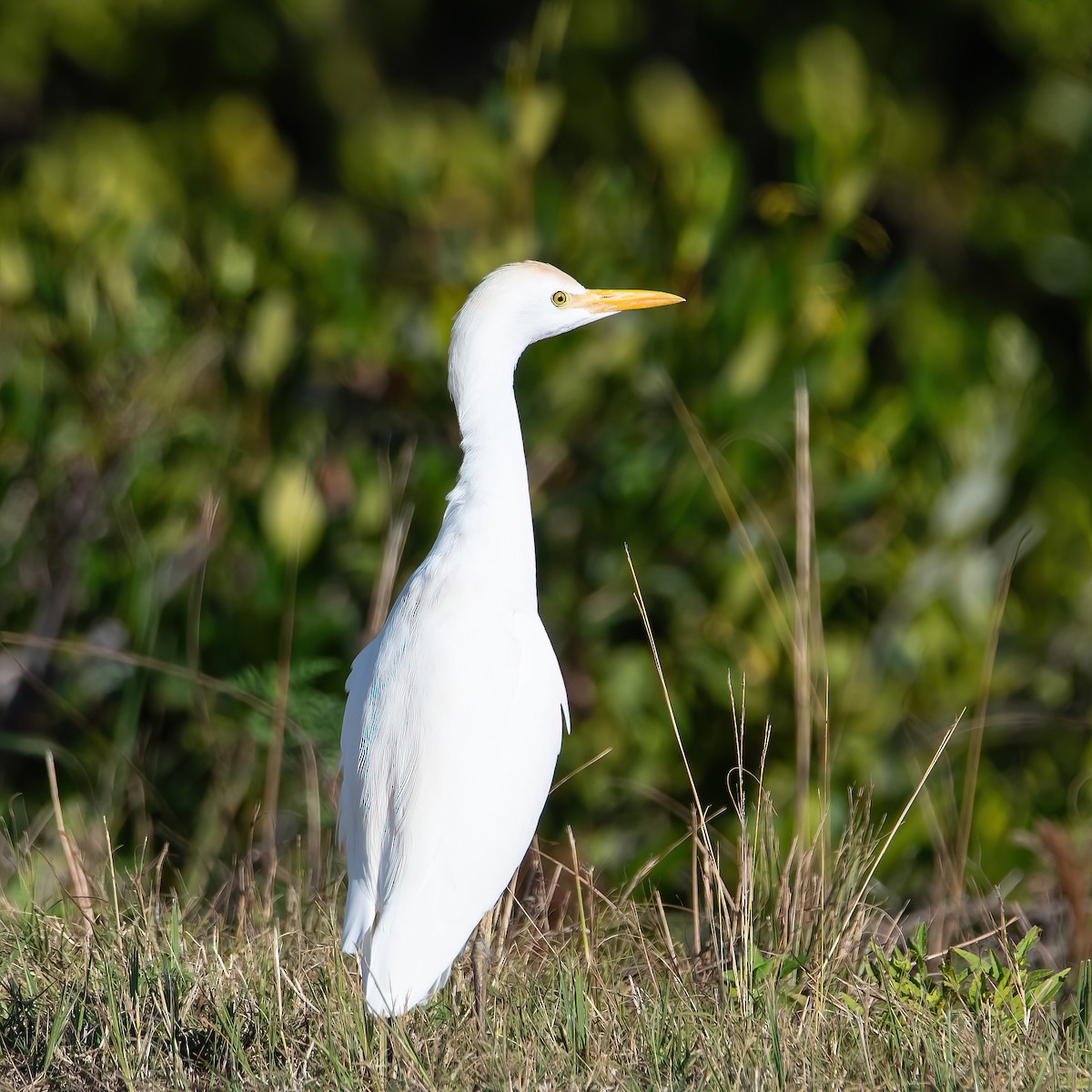 Western Cattle-Egret - ML647823263