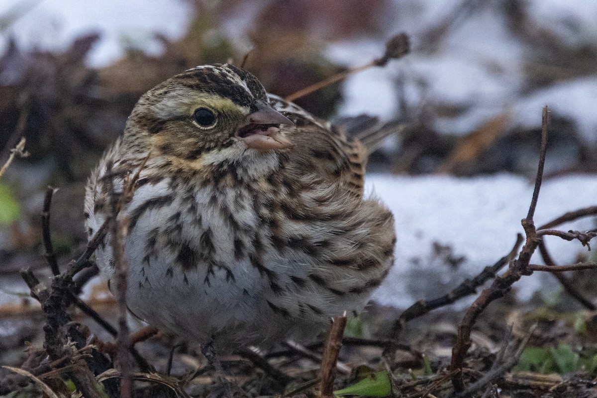 Savannah Sparrow - ML647823264