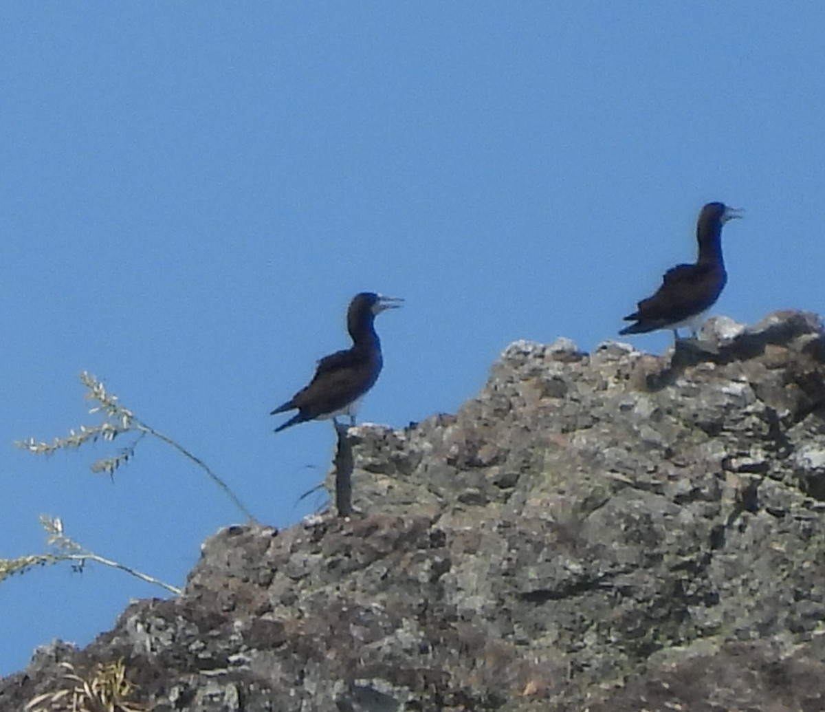 Cocos Booby - ML647823270