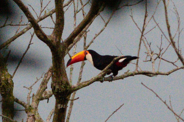 Toco Toucan - ML647823271