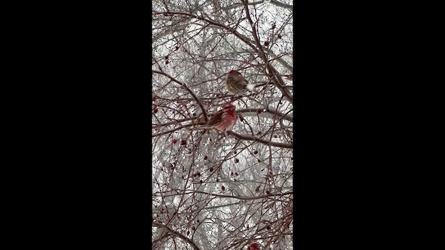 Purple Finch - ML647823272