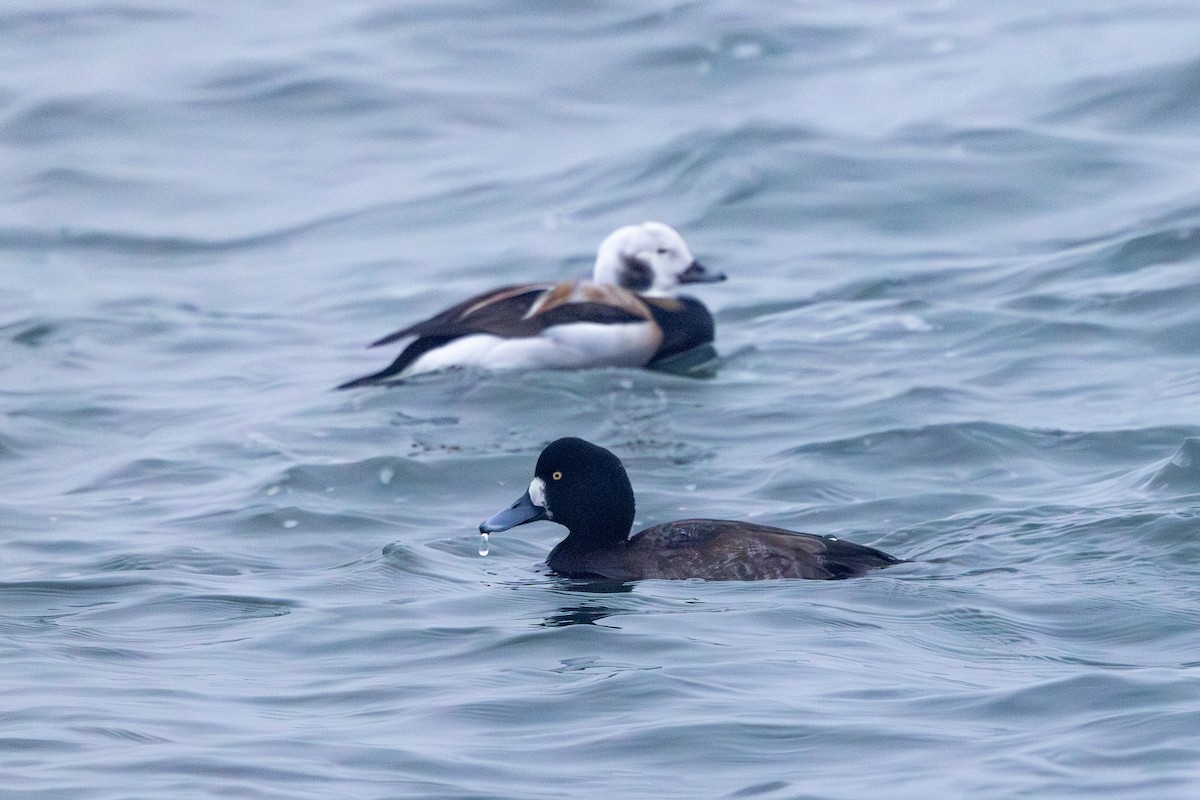 Greater Scaup - ML647823273