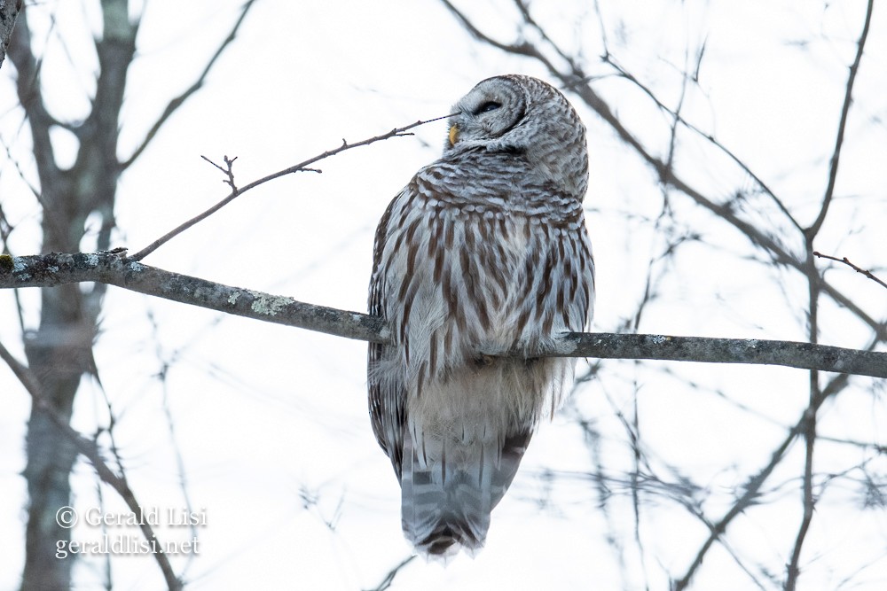 Barred Owl - ML647823274
