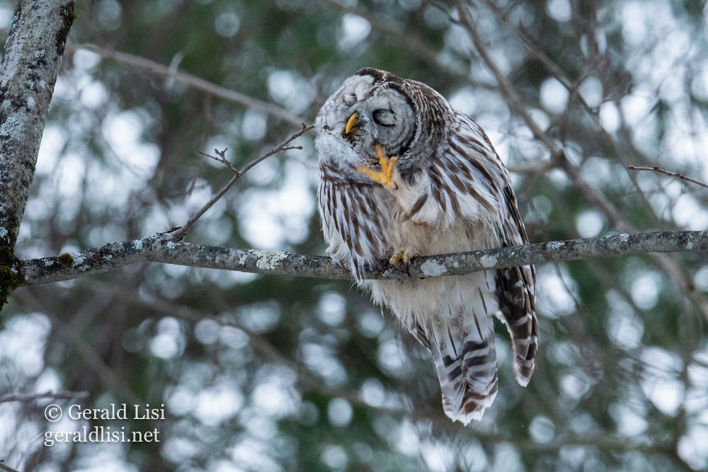 Barred Owl - ML647823275