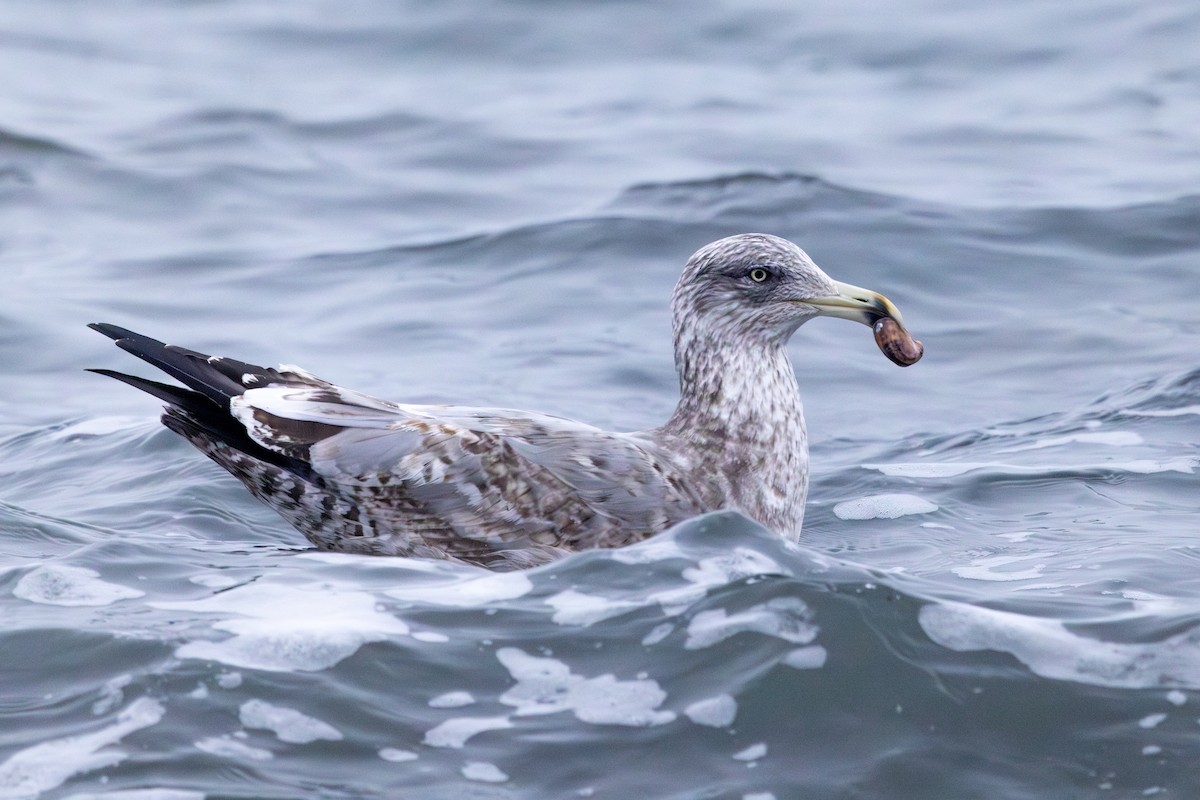 American Herring Gull - ML647823281
