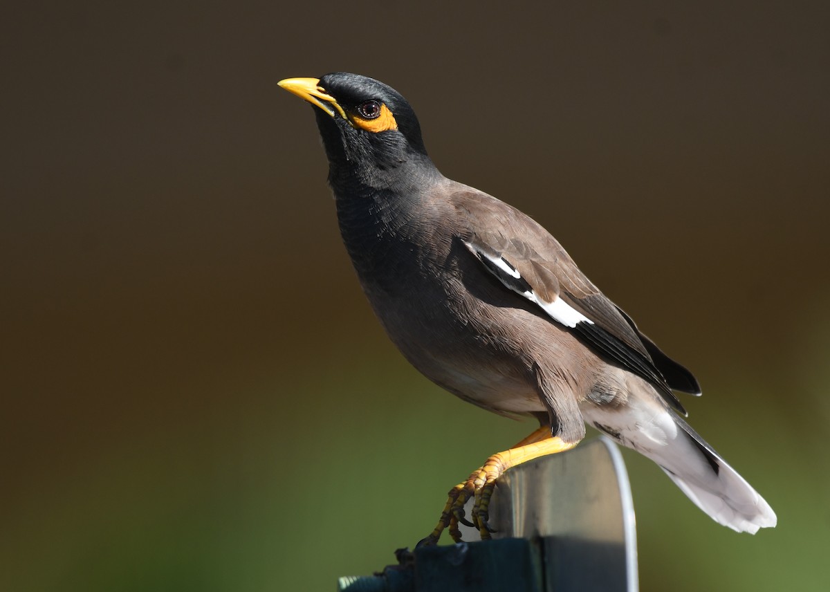 Common Myna - ML647823282