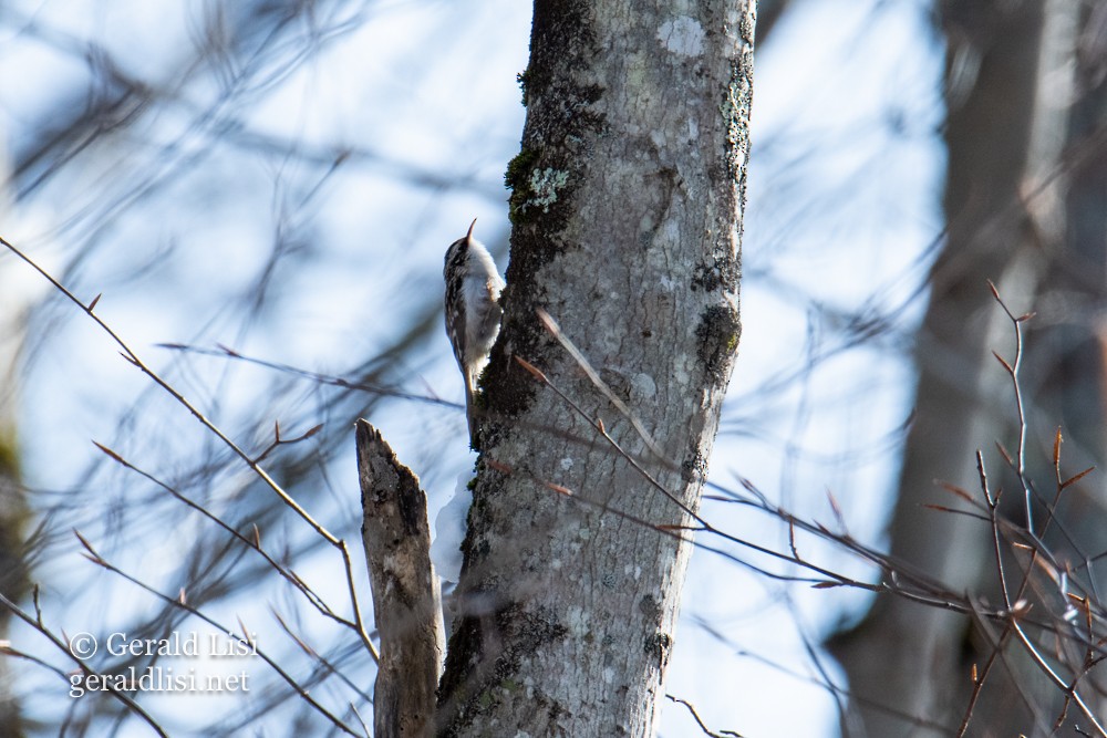 Brown Creeper - ML647823284