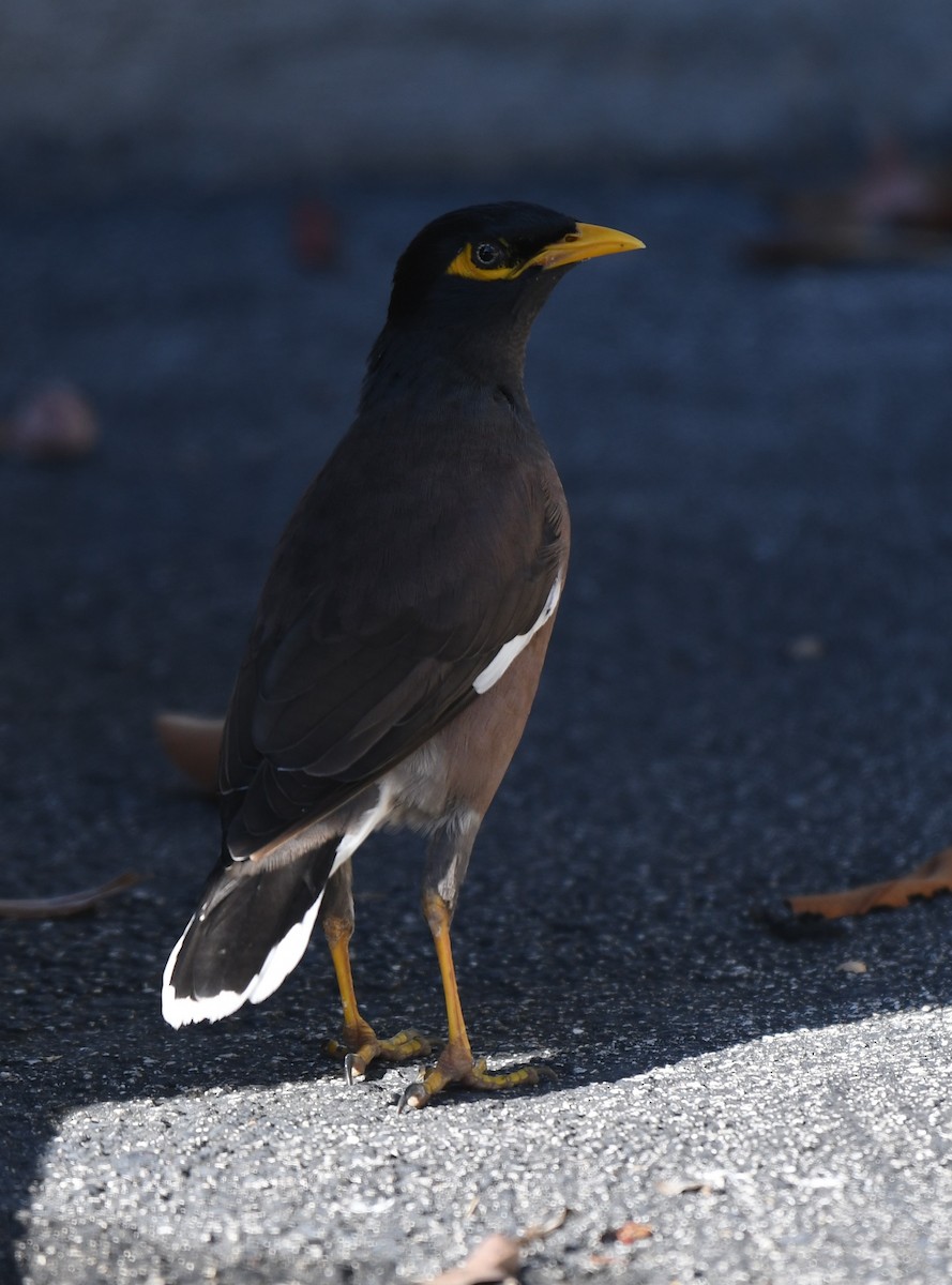 Common Myna - ML647823285