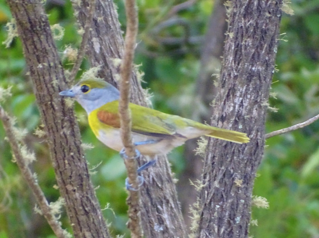 Green-backed Becard - ML647823289