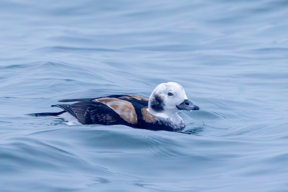 Long-tailed Duck - ML647823314