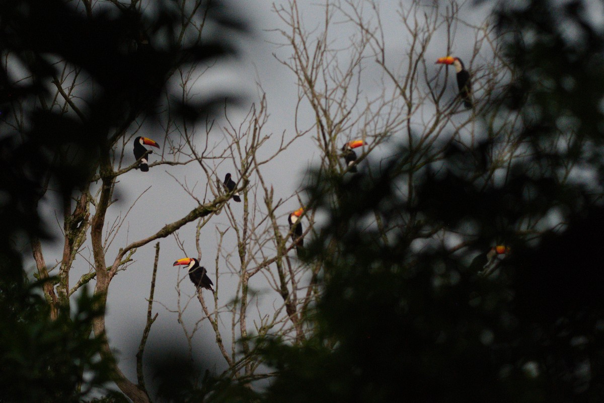 Toco Toucan - ML647823315