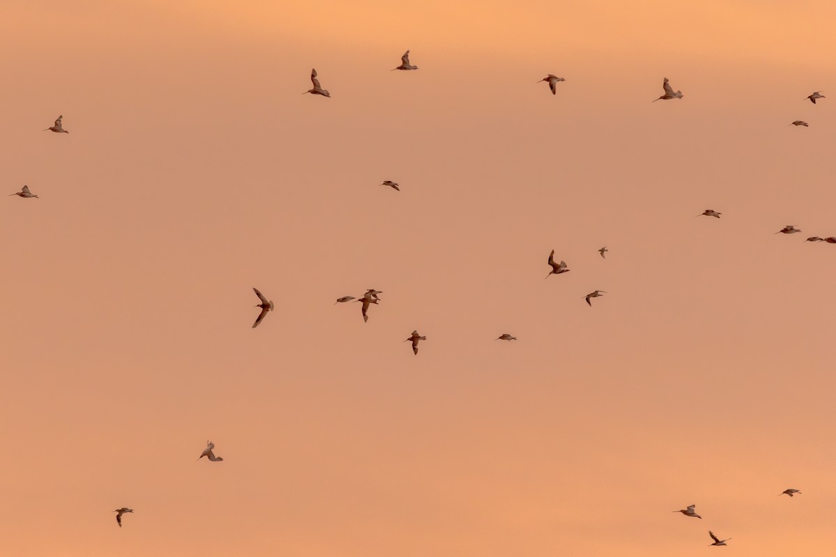 Bar-tailed Godwit - ML647823335