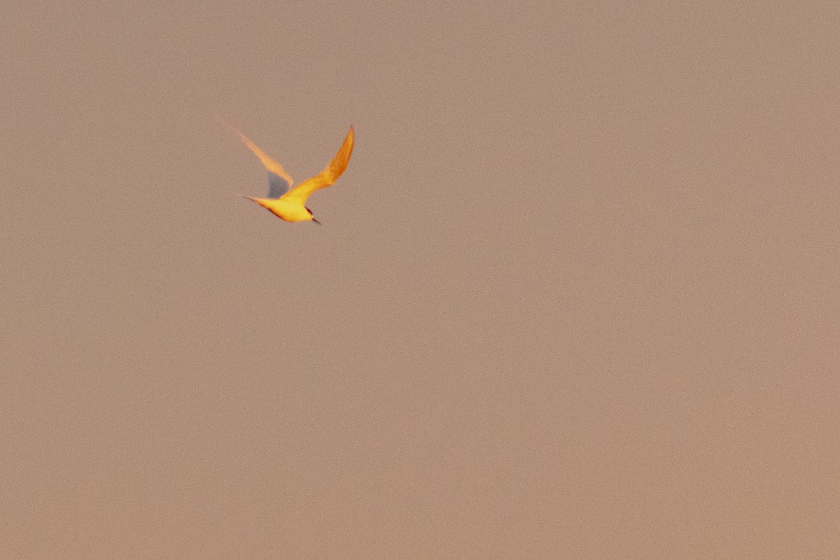 White-fronted Tern - ML647823356