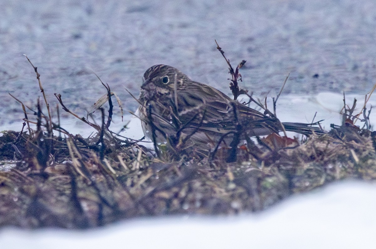 Vesper Sparrow - ML647823373