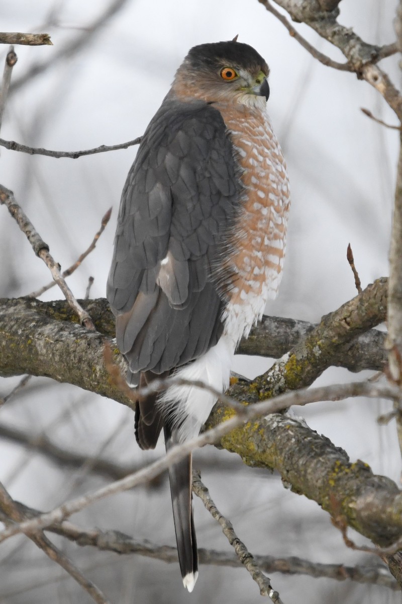Cooper's Hawk - ML647823382