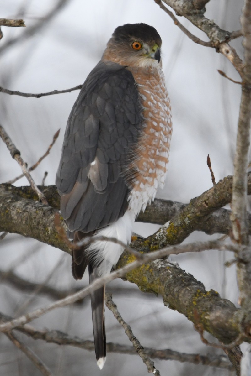 Cooper's Hawk - ML647823384