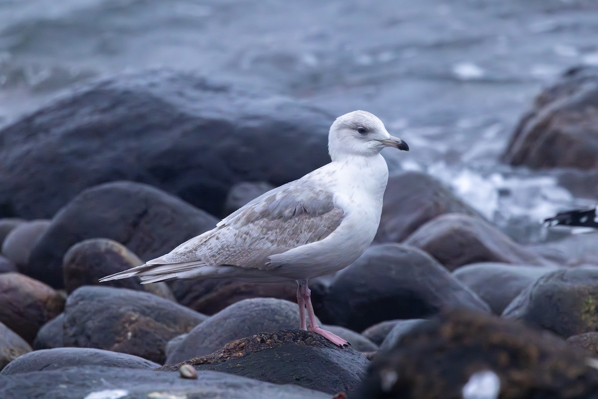 Iceland Gull - ML647823398