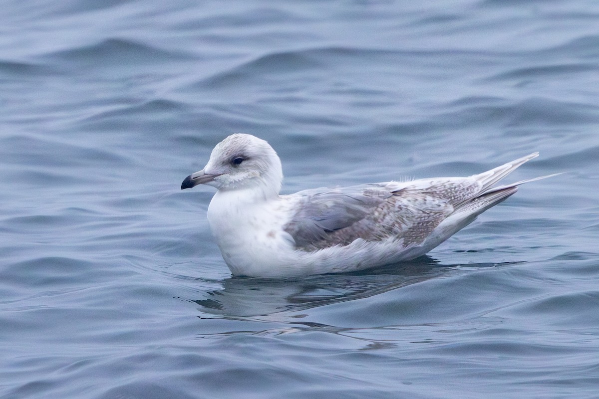 Iceland Gull - ML647823402