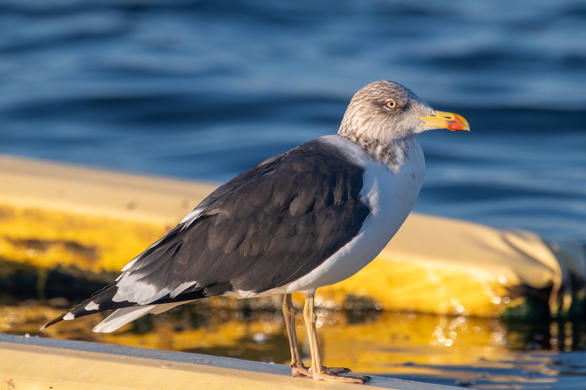 Lesser Black-backed Gull - ML647823415