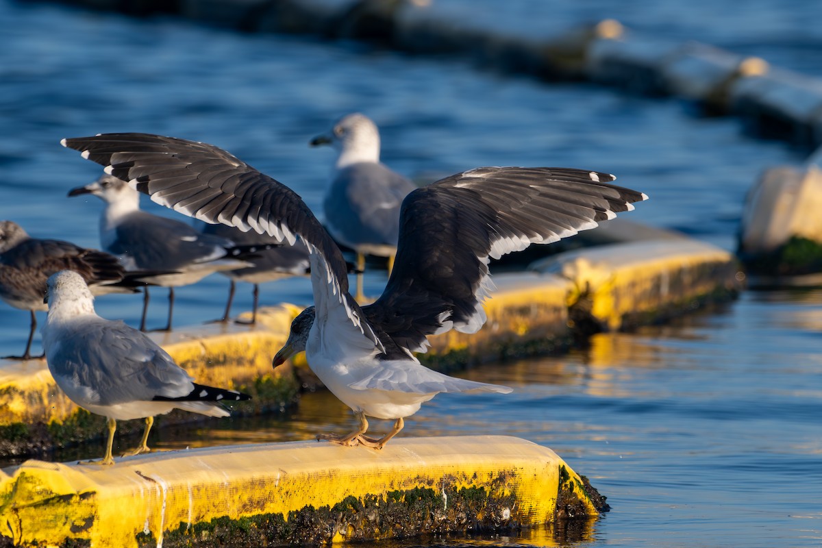Lesser Black-backed Gull - ML647823420