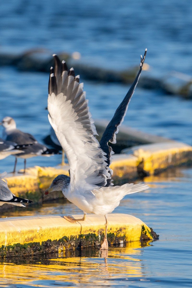 Lesser Black-backed Gull - ML647823421