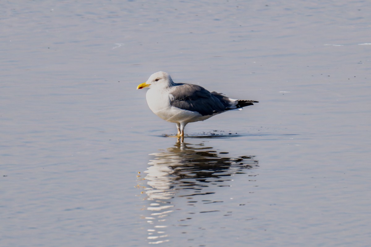 Lesser Black-backed Gull - ML647823430