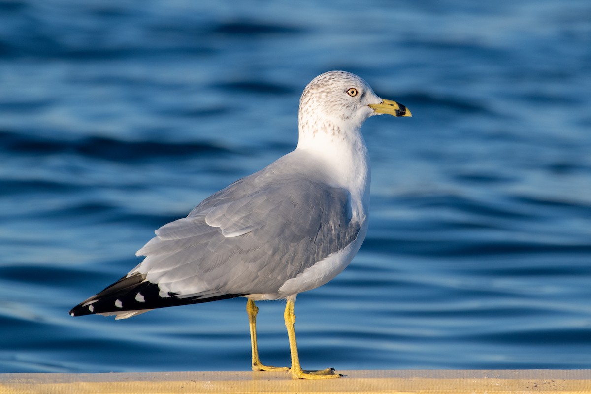 Ring-billed Gull - ML647823431