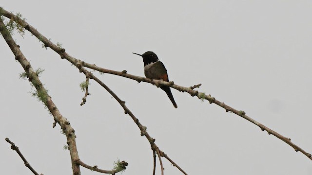 Колібрі-аметист рудочеревий - ML647823448